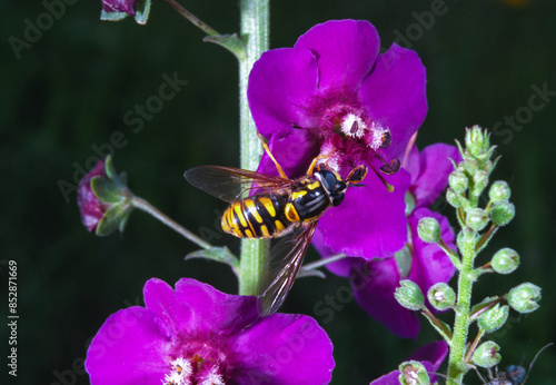 Hoverflies Syrphus sp., flower fly - a two-winged insect similar to a wasp photo