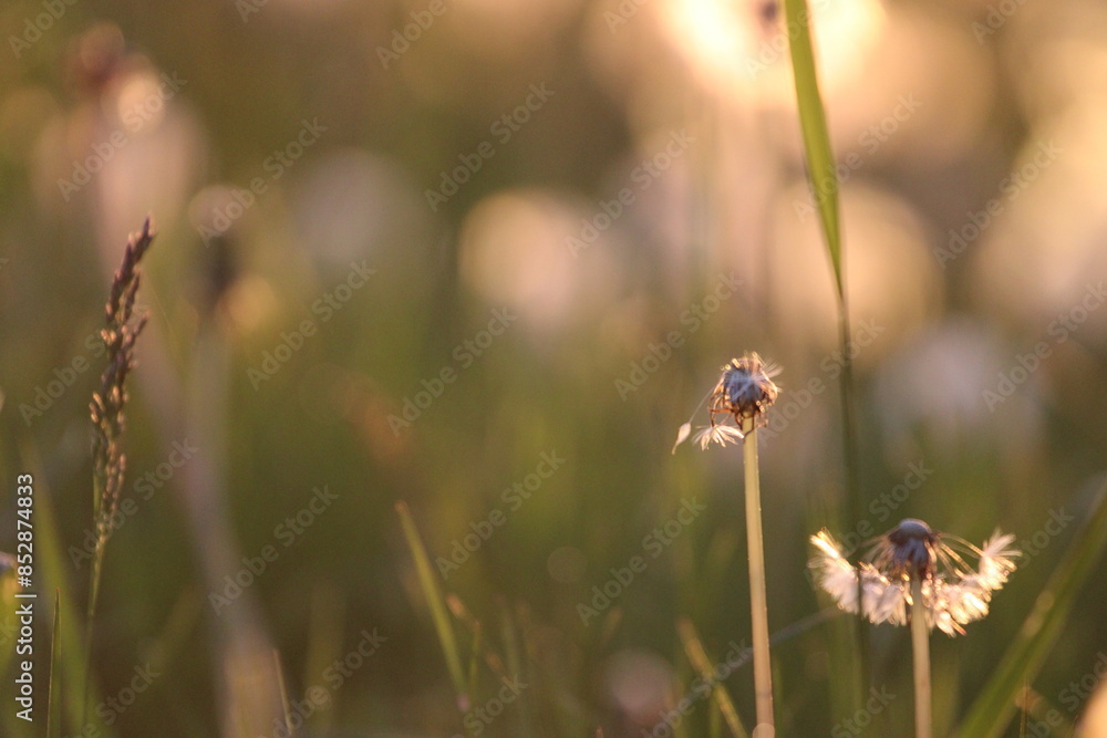 Tranquil Sunset Over a Dandelion Field: A serene and picturesque landscape featuring a vast meadow of white dandelions bathed in the warm, golden light of the setting sun. The perfect blend of nature Tranquil Sunset Over a Dandelion Field: A serene and picturesque landscape featuring a vast meadow of white dandelions bathed in the warm, golden light of the setting sun. The perfect blend of nature
