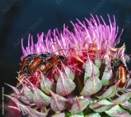 Mating red beetles on a thistle flower, southern Ukraine photo