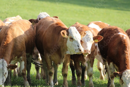 Peaceful Cows Grazing in Green Field, Lush Meadow with Grazing Livestock, Countryside Cows Enjoying the Open Field, Pastoral Beauty: Cows in a Verdant Field, Calm Rural Landscape with Grazing Cattle