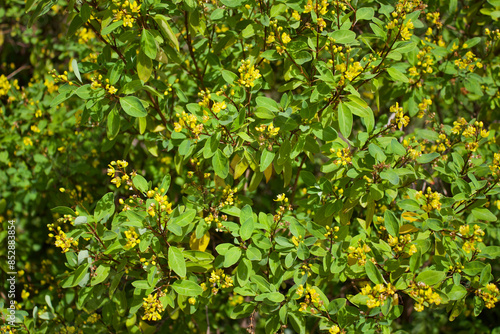 yellow flowers and green leaves tree