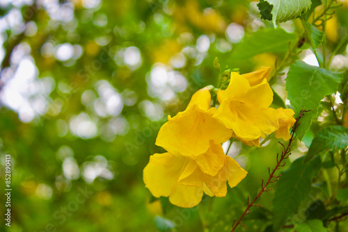 yellow flowers in the garden