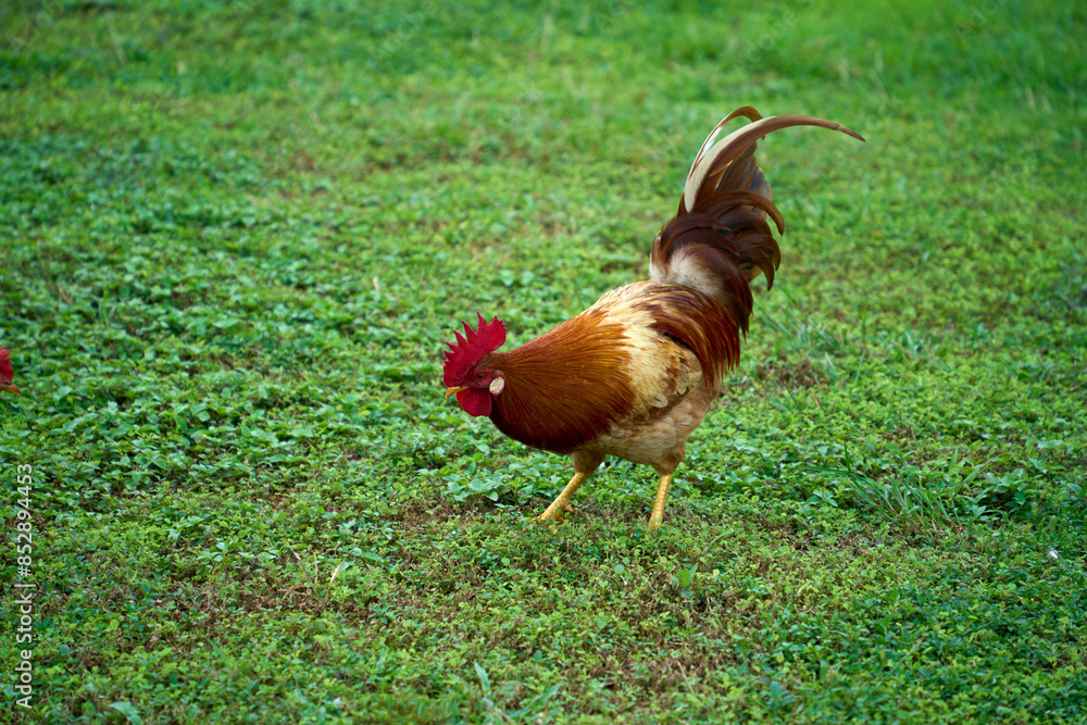 Fototapeta premium A rooster on the grass at the To Sua Ocean Trench in Samoa