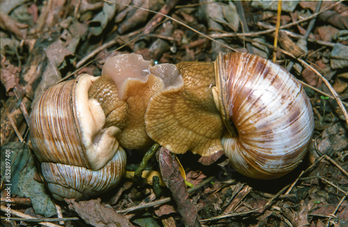 Canvas Print Burgundy snail, Roman snail (Helix pomatia), mating mollusks in summer in the ga