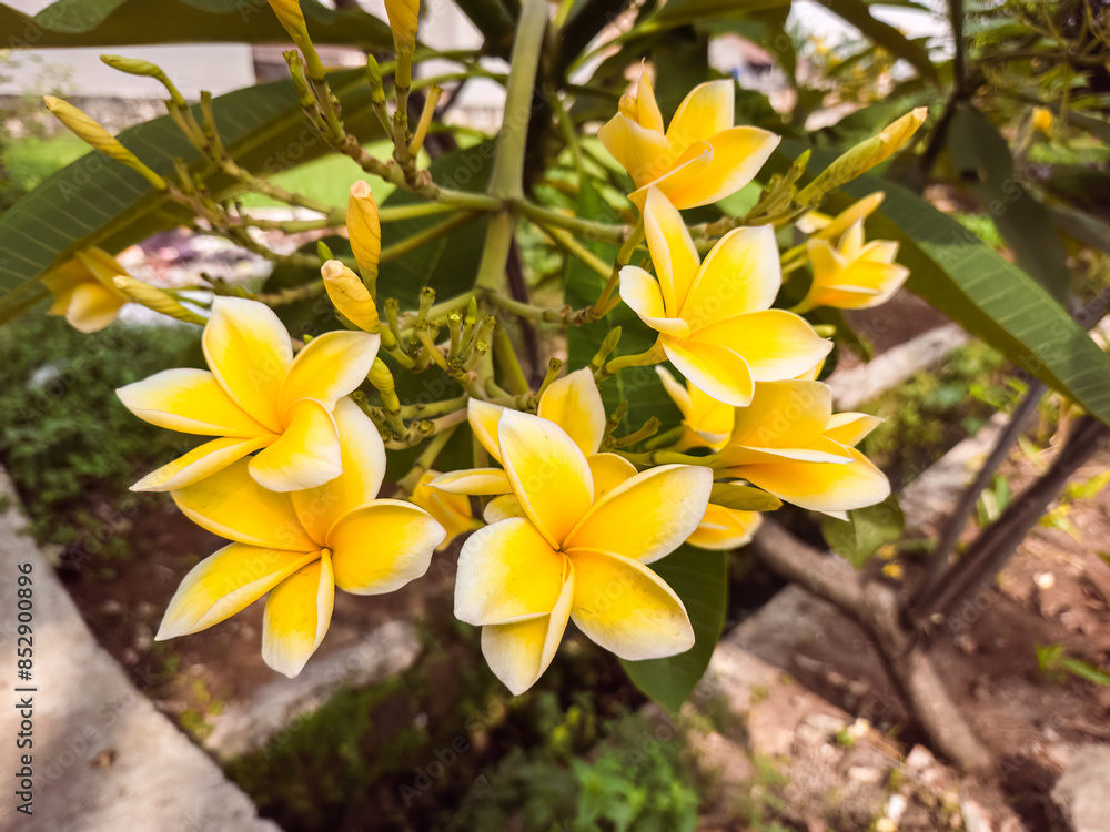 Obraz premium A stunning close-up of vibrant yellow plumeria (frangipani) flowers in full bloom. The petals are a beautiful gradient of yellow with white edges, radiating a sense of warmth and tropical beauty.