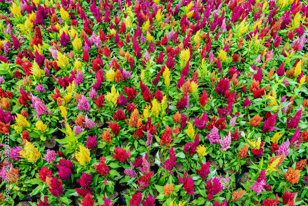 Colourful different flowers blooming in garden. Celosia flower or Cockscomb blooming. Beautiful flower multi color with Celosia Argentea or Plumed cockscomb blossom nature background. Selective focus. Colourful different flowers blooming in garden. Celosia flower or Cockscomb blooming. Beautiful flower multi color with Celosia Argentea or Plumed cockscomb blossom nature background. Selective focus.