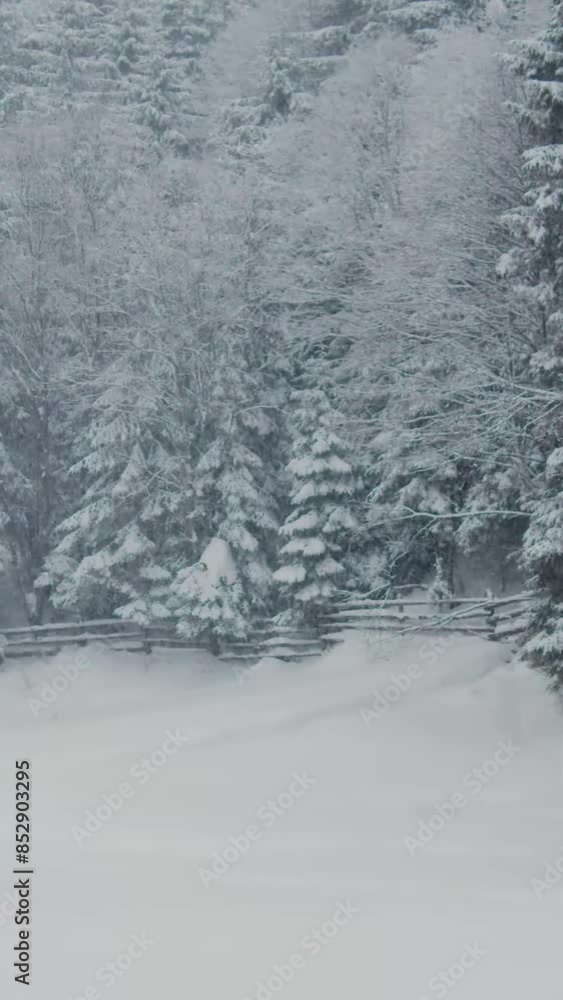 Fantastic view of snow forrest during winter Fantastic view of snow forrest during winter