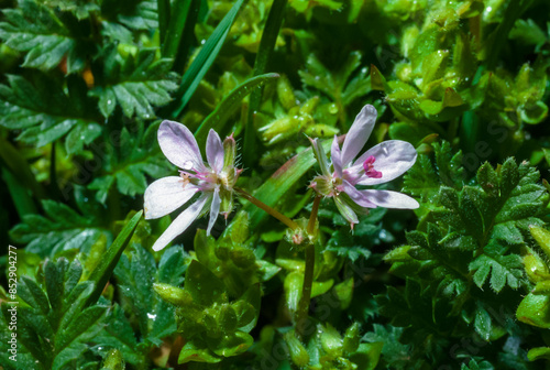 Erodium cicutarium - close-up of an inflorescence with white flowers, steppe of southern Ukraine photo