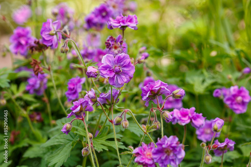 Himalayan geranium Plenum , or large-flowered geranium ( lat. Geranium himalayense ) is a species of perennial , herbaceous plants of the genus Geranium