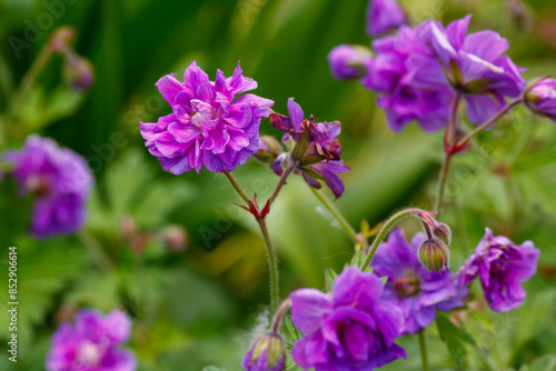 Tablou pe pânză Himalayan geranium Plenum , or large-flowered geranium ( lat
