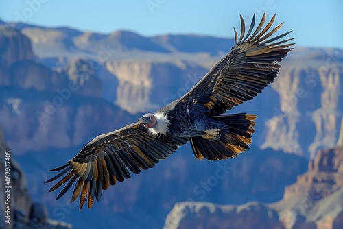 A California condor soaring over the Grand Canyon, its massive wingspan and striking black and white plumage visible against the deep blue sky.