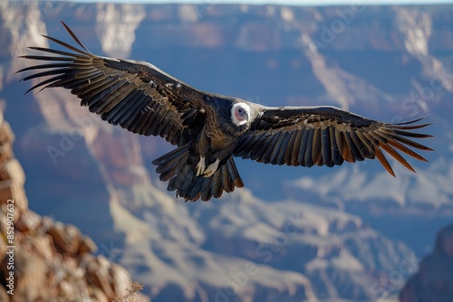 Wallpaper Mural A California condor soaring over the Grand Canyon, its massive wingspan and striking black and white plumage visible against the deep blue sky. Torontodigital.ca
