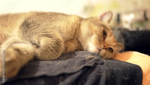 Wallpaper Mural The cat licks wool on the couch. Pet lies on the sofa in the apartment. Cat washes and licks its fur before going to bed. Big British chinchilla cat on sofa in home. Family cats and domestic kittens. Torontodigital.ca