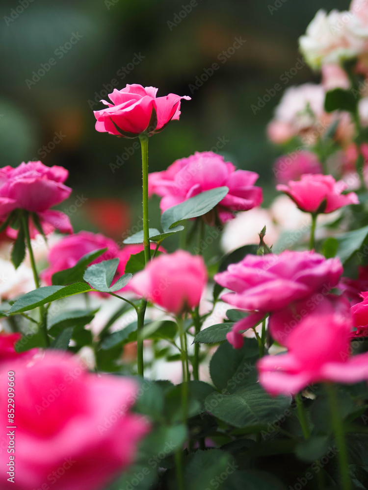 Obraz premium Pink Rose Bush