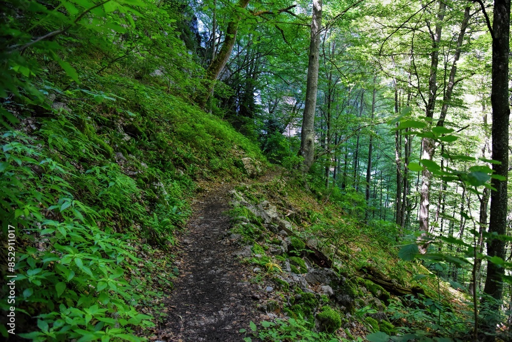 Photography of hiking trail in wild forest Photography of hiking trail in wild forest