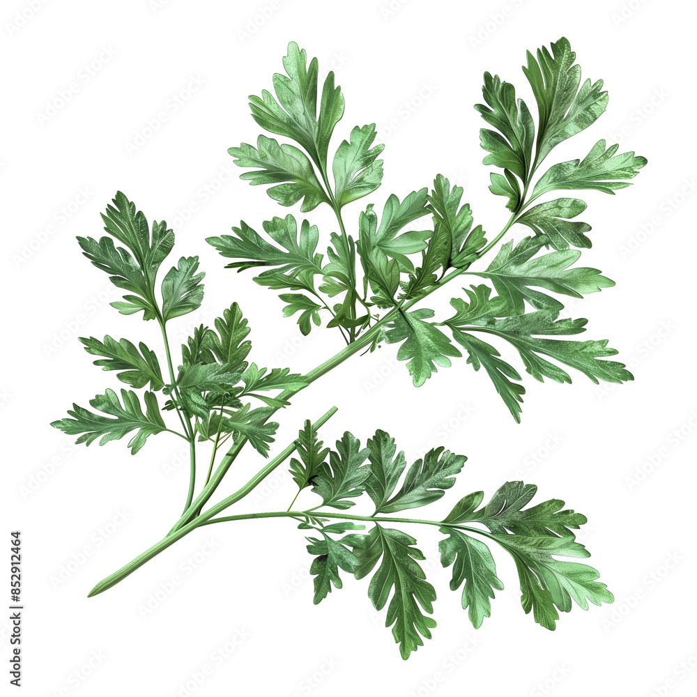 Mediterranean herb on transparent background Mediterranean herb on transparent background