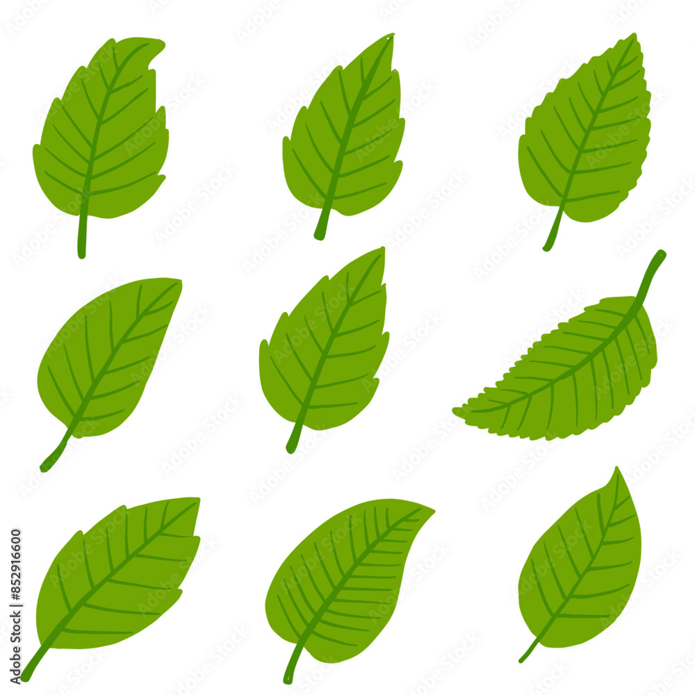Green leaves set autumn, winter, summer on white background isolated, vector Green leaves set autumn, winter, summer on white background isolated, vector