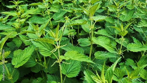 Stinging nettle used as a medicinal plant. Stinging nettles or urtica medical herb.