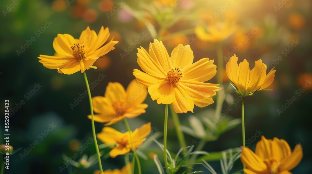 Fresh yellow cosmos flowers bloom in the garden Fresh yellow cosmos flowers bloom in the garden