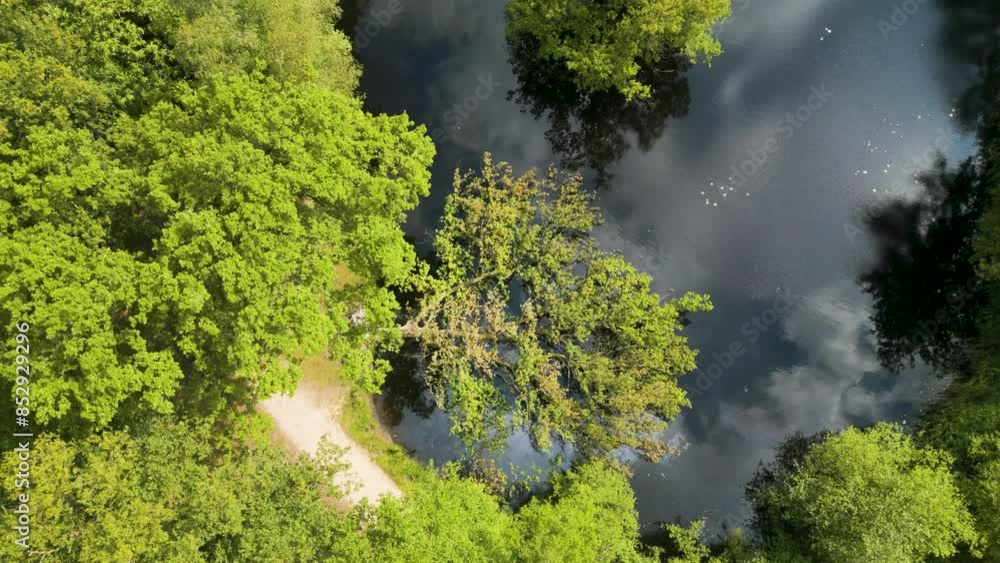 Uprooted tree has fallen into the lake Uprooted tree has fallen into the lake