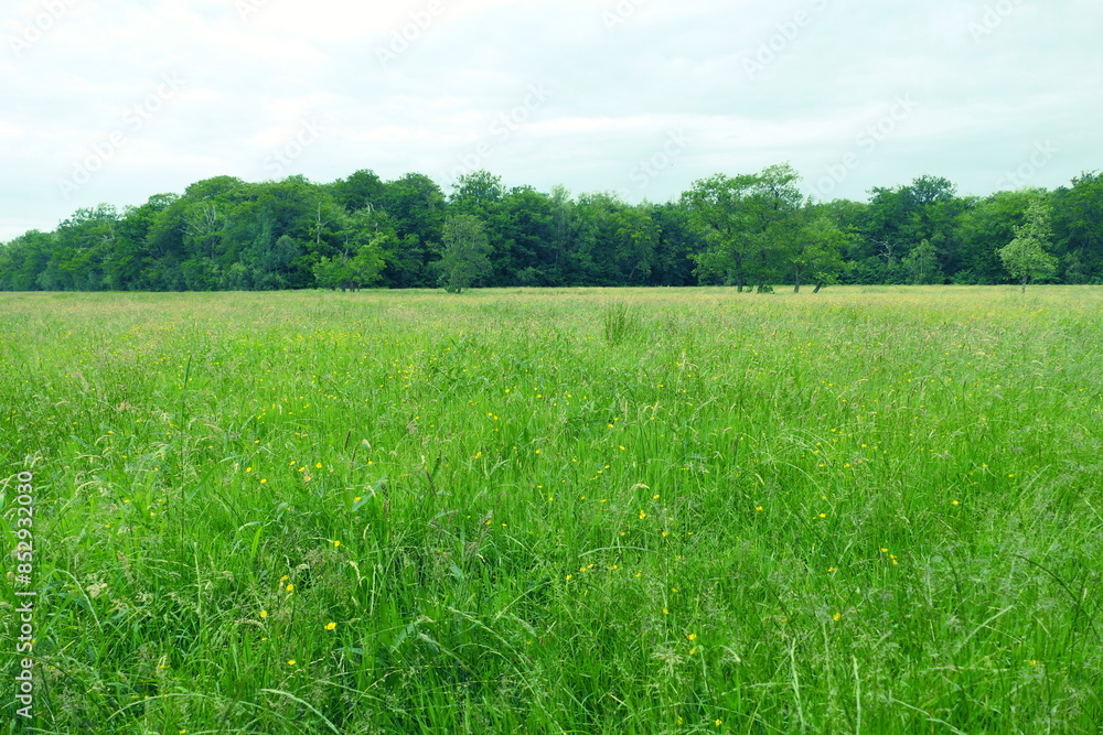 Fototapeta premium The photo captures a lush green field dotted with bright yellow buttercups. The field stretches to the edge of a dense forest, where tall trees mark the boundary. 