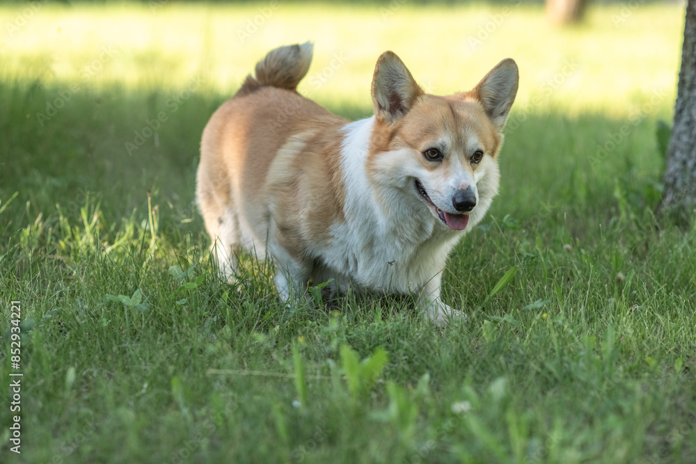A beautiful purebred corgi plays in a summer park. A beautiful purebred corgi plays in a summer park.