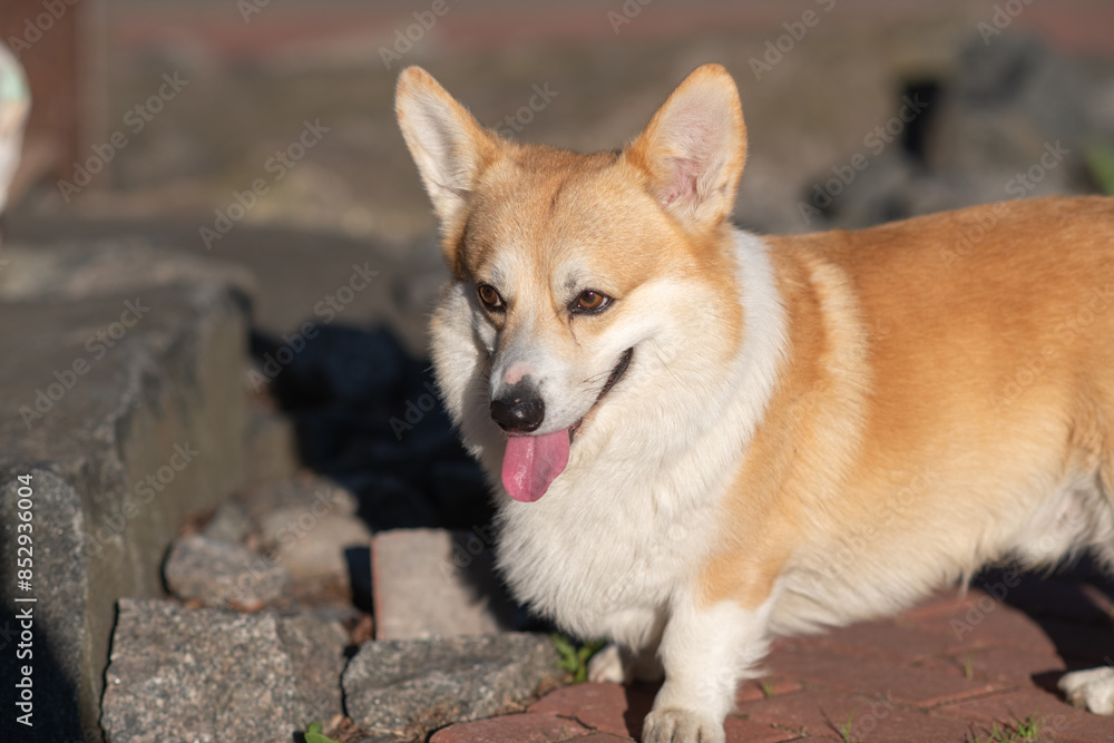A beautiful purebred corgi plays in a summer park. A beautiful purebred corgi plays in a summer park.