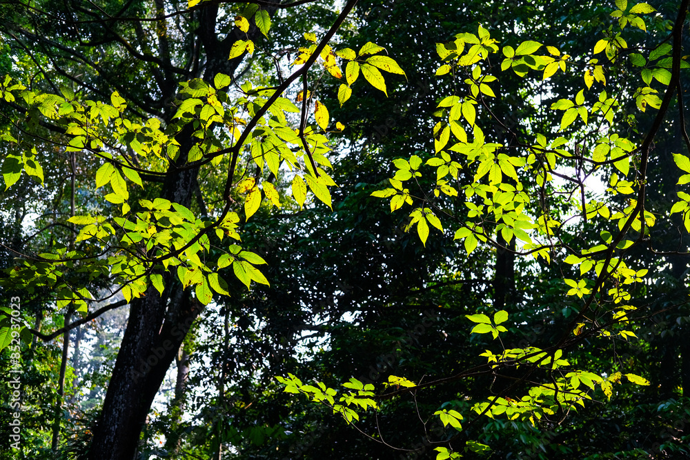 Fototapeta premium yellow leaves on a tree, background of leaves, autumn leaves in the forest, leaves in autumn, leaves in the forest