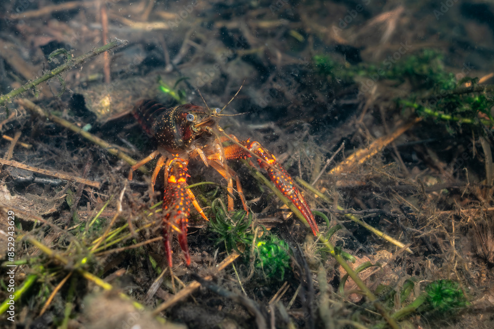 Ecrevisse rouge des marais ou écrevisse de Louisiane (Procambarus clarkii) sur les berges d'un lac des Landes