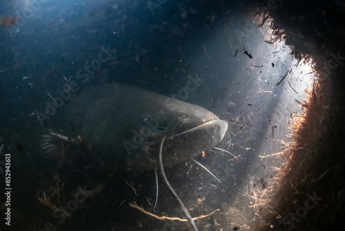 wels catfish photo