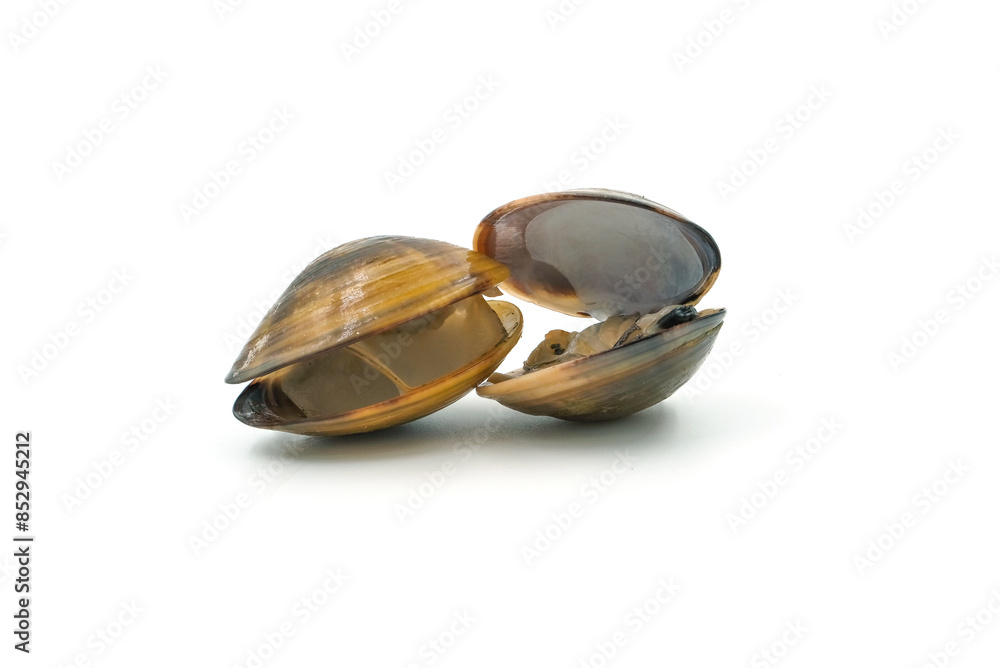 Closed up fresh baby clams, venus shell, shellfish, carpet clams, short necked clams, as raw food from the sea are the seafood ingredients. fresh clams Background. seafood.Isolated on white background Closed up fresh baby clams, venus shell, shellfish, carpet clams, short necked clams, as raw food from the sea are the seafood ingredients. fresh clams Background. seafood.Isolated on white background