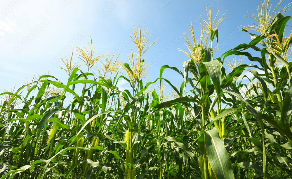Corn field plantation with blue sky background. Corn field plantation with blue sky background.