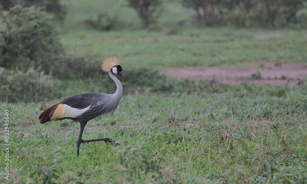 Fototapeta premium side profile of african crowned crane walking in the wild savannah of tarangire national park, tanzania