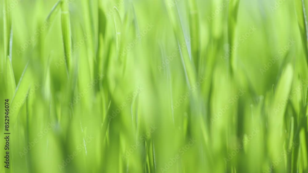 Lush green grass. Spring morning in nature, sun breaks through the stalks of grass. 4K Lush green grass. Spring morning in nature, sun breaks through the stalks of grass. 4K