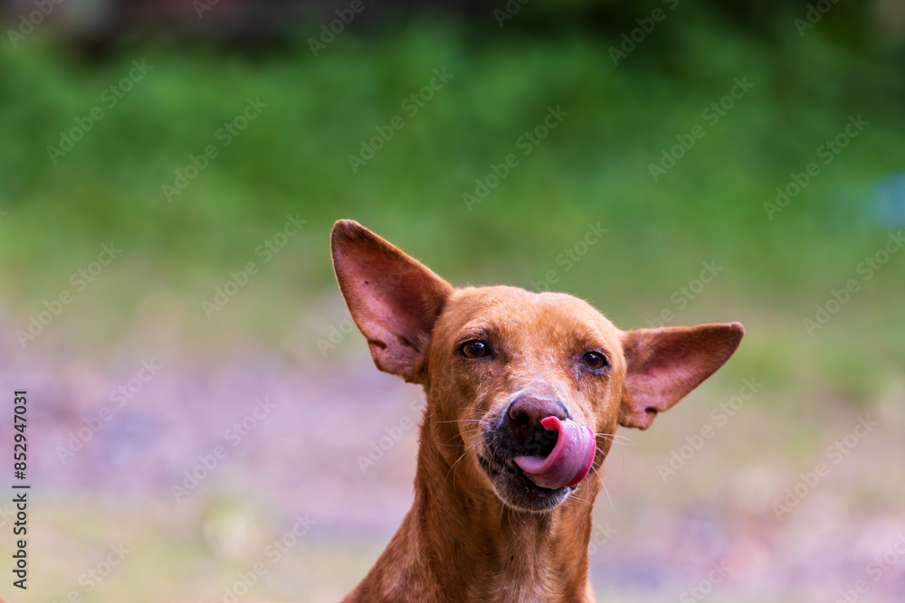 portrait of a dog portrait of a dog