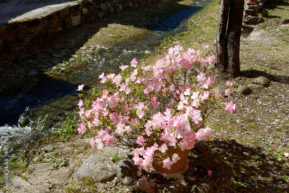 Blooming Azalea flowers in a vase along the creek . Azaleas are flowering shrubs in the genus Rhododendron Blooming Azalea flowers in a vase along the creek . Azaleas are flowering shrubs in the genus Rhododendron