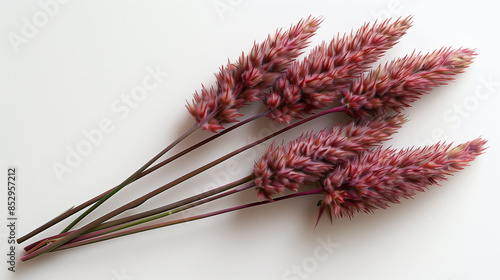 The ornamental grass Imperata cylindrica 'Red Baron'. Red Grass Blades from a Close-up Overhead View - Grass Texture With Copy Space. red grass in the wind. Red grass meadow. Red pampas grass.  photo