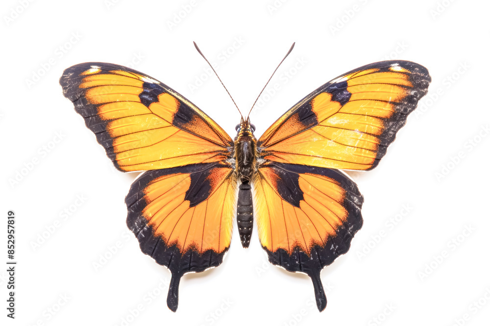 A large orange butterfly with black markings on its wings. A large orange butterfly with black markings on its wings.