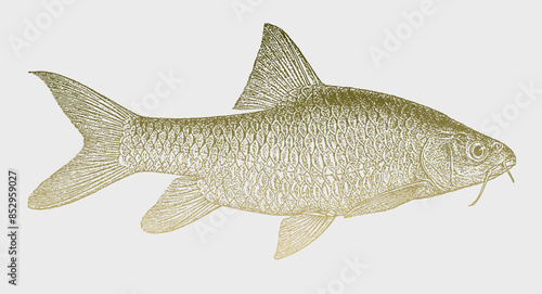 Labeobarbus intermedius, tropical freshwater fish from East Africa