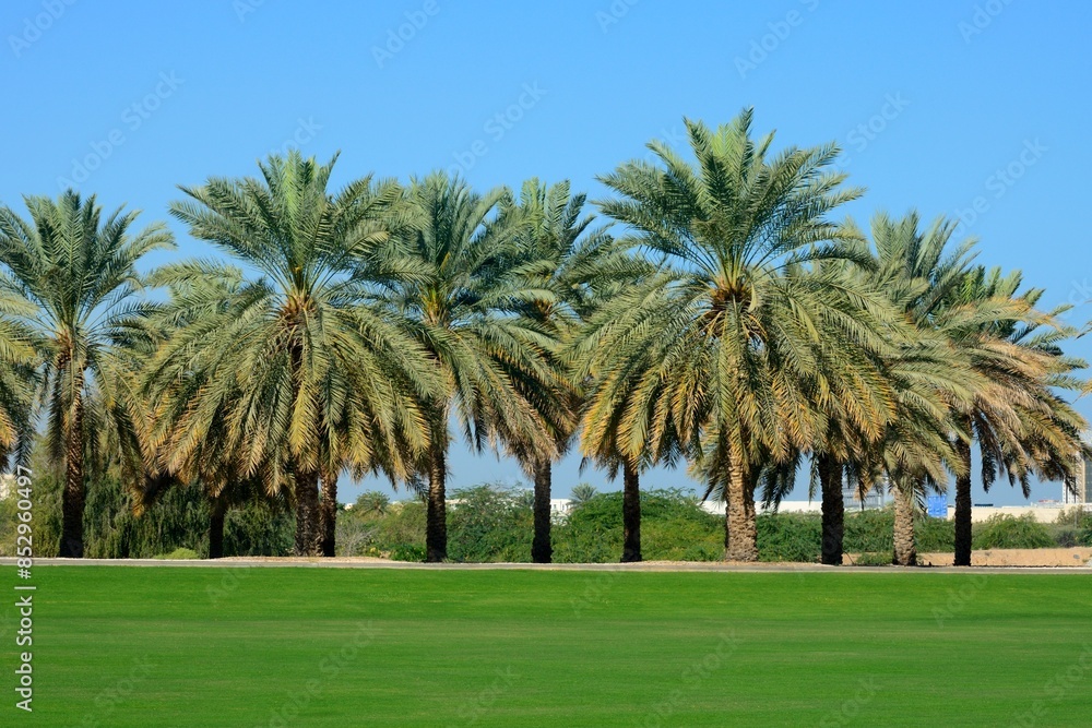Palmeras junto a la Gran Mezquita de Sultan Qaboos, Sultanato de Omán Palmeras junto a la Gran Mezquita de Sultan Qaboos, Sultanato de Omán