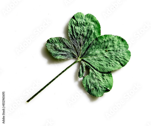 Getrocknetes Vierblättriges Kleeblatt ifreigestellt auf weissem hintergrund