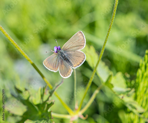 Gemeiner Bläuling Schmetterling auf der Blüte eines blauen Strochenschnabels
