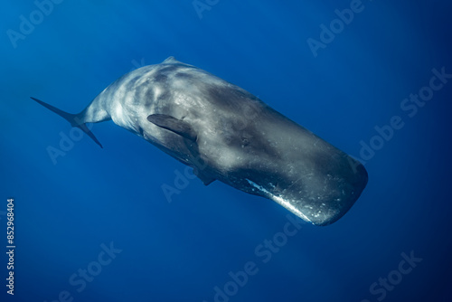 sperm whale or cachalot around the island of Mauritius