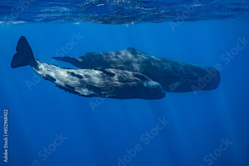 sperm whale or cachalot around the island of Mauritius photo