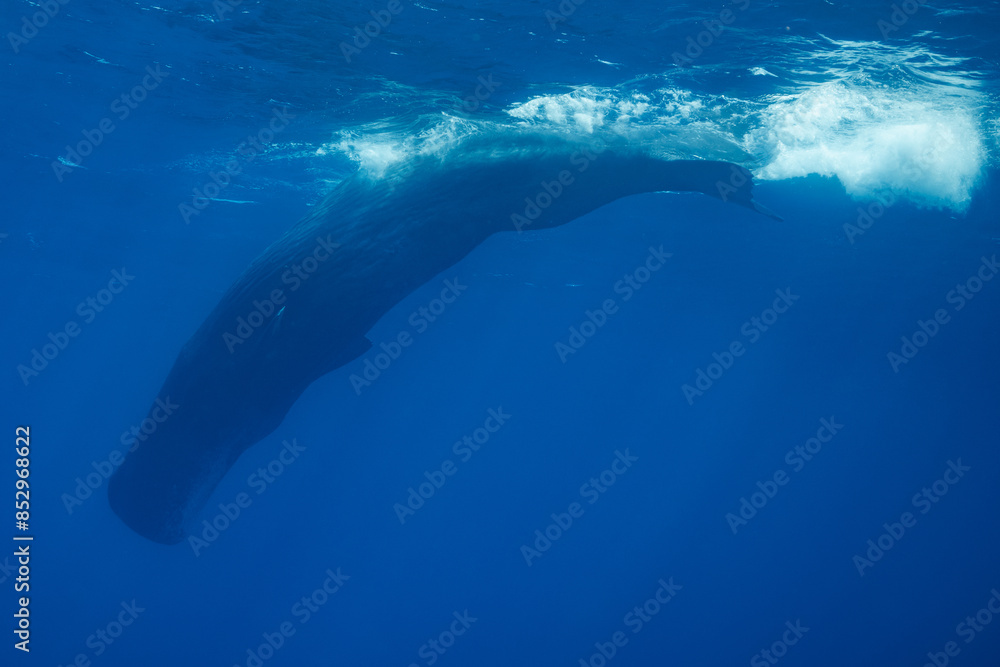 Naklejka premium sperm whale or cachalot around the island of Mauritius