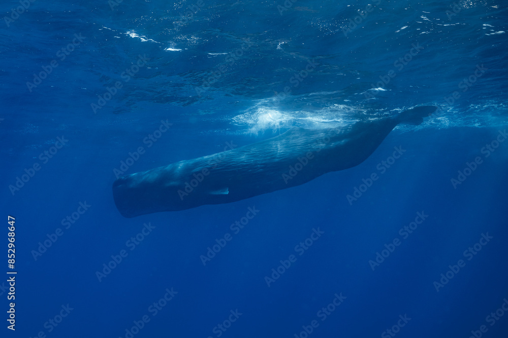 Naklejka premium sperm whale or cachalot around the island of Mauritius