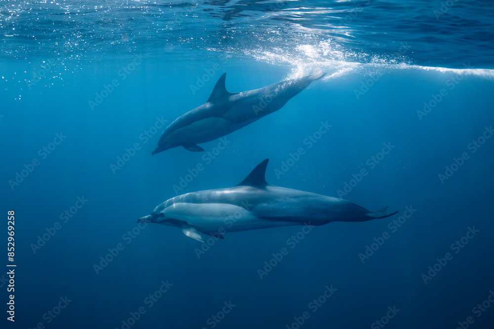 Pod of common dolphins (Delphinus delphis) swimming in the Atlantic Ocean near the Western Cape coast of South Africa Pod of common dolphins (Delphinus delphis) swimming in the Atlantic Ocean near the Western Cape coast of South Africa