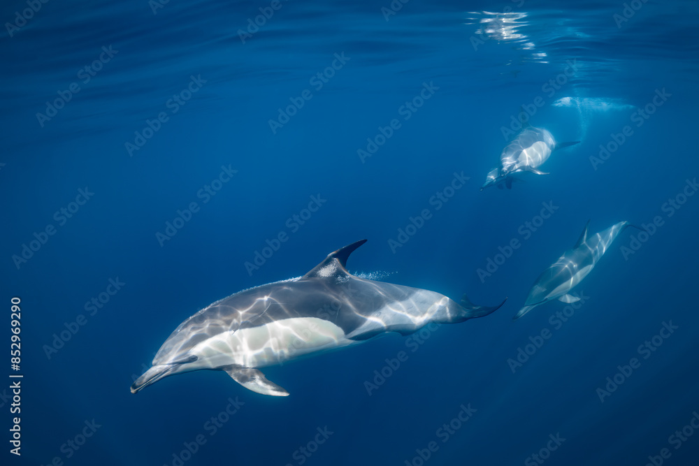 Fototapeta premium Pod of common dolphins (Delphinus delphis) swimming in the Atlantic Ocean near the Western Cape coast of South Africa