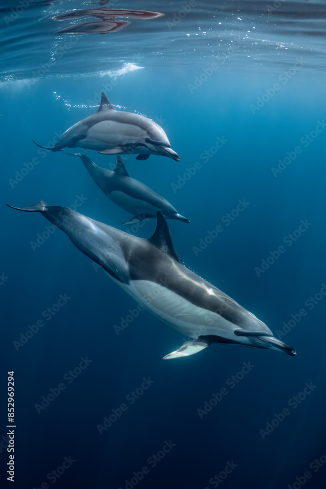 Fototapeta premium Pod of common dolphins (Delphinus delphis) swimming in the Atlantic Ocean near the Western Cape coast of South Africa
