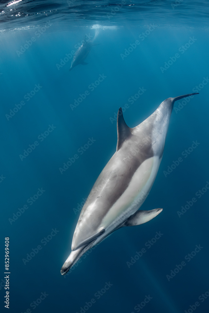 Fototapeta premium Pod of common dolphins (Delphinus delphis) swimming in the Atlantic Ocean near the Western Cape coast of South Africa